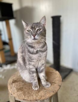 Paula - sanfte Kuschelmaus - Idstein