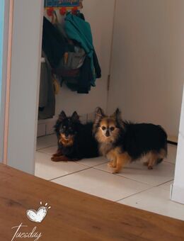 Lang Haar Chihuahua - Kevelaer