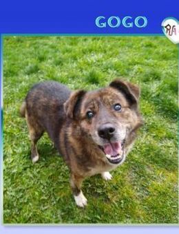 Gogo - Hundeopa wünscht sich eine Chance - Alfeld (Leine)