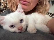 Maine Coon- BKH Mix Kitten - Oranienburg