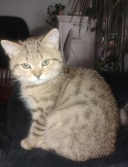BKH Kitten - Lahr (Schwarzwald)