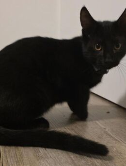 Kleiner Kater zu vermitteln - Gifhorn Zentrum