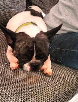 Französische bulldogge mix - Clausthal-Zellerfeld