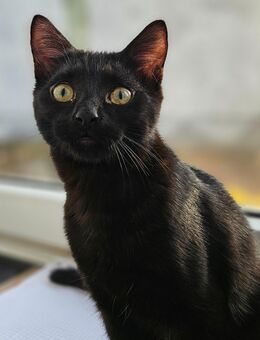 Liebevoller Kater - Braunschweig