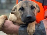 RW 12 ist eine Zuckerschnute 🐾 - Elsdorf (Nordrhein-Westfalen)