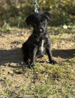 Kende - Welpe sucht warmen Platz! - Köln