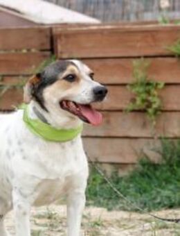 Elvis sucht sein Glück! - Krefeld