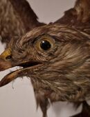 Bestens präpariert: Mäusebussard, 70 Jahre alt in 33758