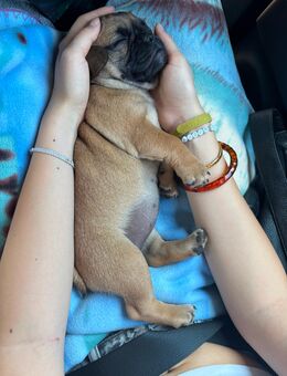 Französische Bulldogge-Mix . Welpe sucht ein liebevolles Zuhause - Berlin Marzahn-Hellersdorf