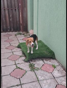 Lili sucht ein Zuhause - Leipzig