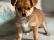 Alia (Pomchi) ist auszugsbereit ❤️ - Grenzach-Wyhlen
