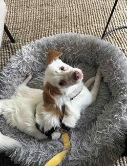 kleines Energiebündel, Foxy, 38cm,6kg - Köln