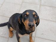 🧡Sanfte Bracke Meghan sucht Nähe🍂 - Eislingen (Fils)