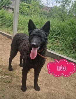 Ruka verdient das Allerbeste Zuhause - Flörsheim-Dalsheim