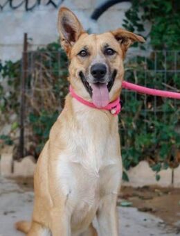 Fofito sucht eine Familie mit viel Liebe - Laatzen