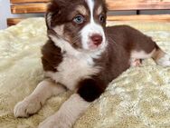 Australian Shepherd Welpen ( Mädchen) reinrassig redtri +Gesundheitszeugnis/Gen-Test - Crivitz