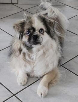 Dundee in 59329 Wadersloh - Wolfhagen