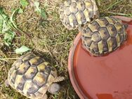 Schildkröte, Griechische Landschildkröten Babys Testudo hermanni boettgeri - Ahrensburg
