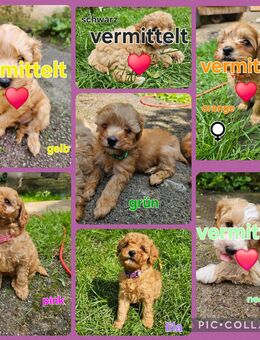 Powderpoo Maltipoo Minidoodle Pudel bis 35cm - Bad Lauterberg (Harz)
