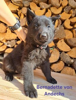 Deutsche Schäferhunde Welpen lackschwarz - Bad Münstereifel