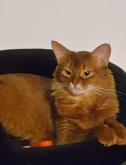 Süße Somali Katze, 2 Jahre - Laichingen