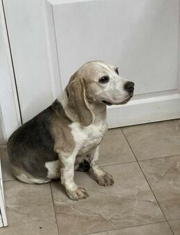 Lenis als Gebärmaschine missbraucht - Blankenheim (Nordrhein-Westfalen)