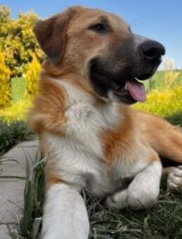 Pascha - ein verspielter Genießer - Eixen