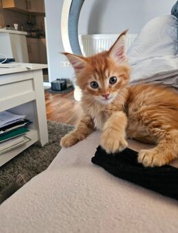 Main coon Katerchen - Braunschweig