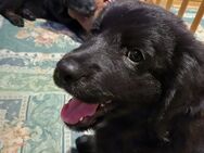 Dalmatiner/Labrador + Schäfer/Austrailienshapherd Mix Welpen - Opfenbach