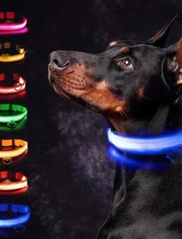 Hundehalsband Leuchthalsband LED Halsband Hund USB Batterie - Oldenburg