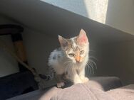 Weibchen Kitten in liebevolle Hände abzugeben - Bielefeld Ummeln