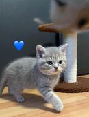 Britischen kurzhaar Baby kitten zum verkaufen in 57072