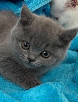 BKH Kitten männlich - Villingen-Schwenningen