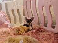 Chihuahua Hündin sucht ihre Familie ! - Leipzig Südwest