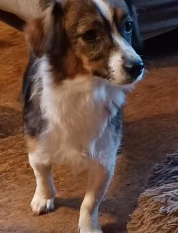 Lilli sucht ihre Familie - Bad Karlshafen