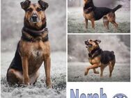 NORAH -arbeitswillig & menschenbezogen- - Duisburg