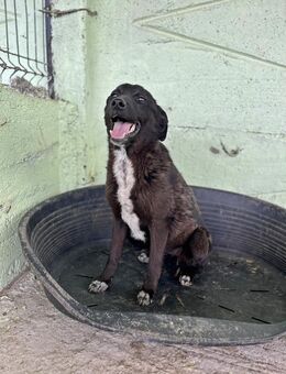 Gigi, wer zeigt ihr die Welt? - Bonndorf (Schwarzwald)