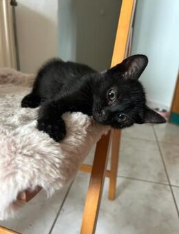 Mafia aus dem Tierschutz - Grevenbroich