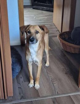 Senior BINGLEY sucht ruhiges Zuhause - Neuberg