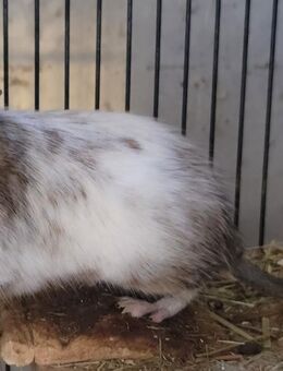 Degu Weibchen - Loßburg
