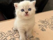 Bkh Kitten suchen ein neues Zuhause - Hückelhoven