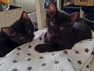 2 Katzengeschwister in liebevolle Hände abzugeben - Pirna