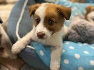 Peanut möchte sein Herz verschenken - Celle