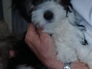 Liebe Hundebetreuung gesucht - Weißenfels