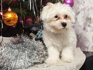 Maltese Havanese Welpen - Berlin