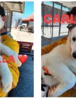 Carla und Camilla warten in Apulien - Marienfließ