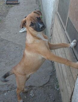 💕Svjetlana💕 sucht ihr großes Glück! 🐾 - Freilassing