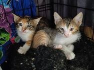 Malina und Ljuba aus dem Tierschutz - Grevenbroich