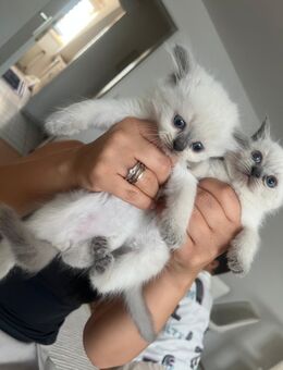 Babykatzen - Garbsen
