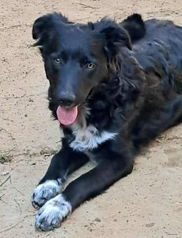 Lupo sucht ein liebevolles Zuhause - Linden (Hessen)